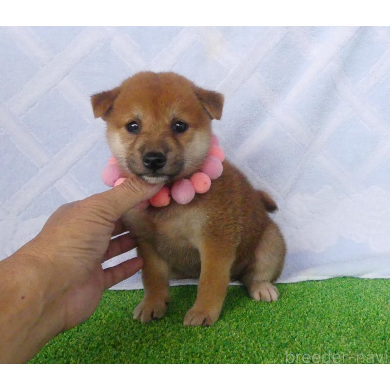 販売中の静岡県の柴犬-406684の2枚目